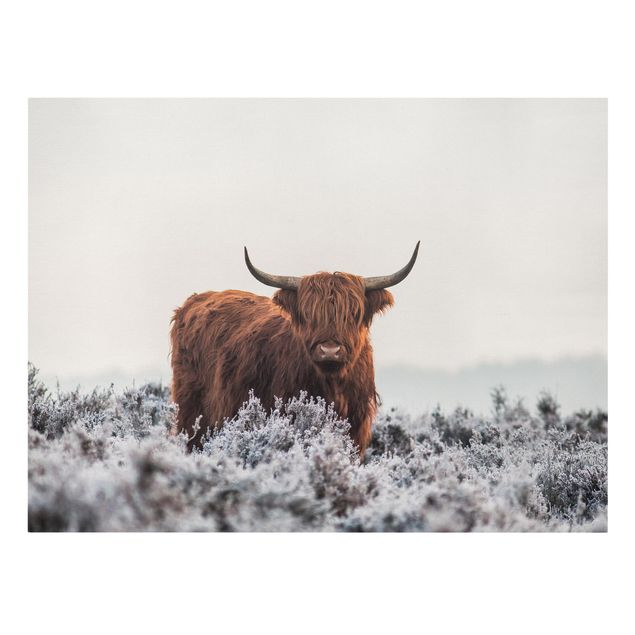 schöne Bilder Bison in den Highlands
