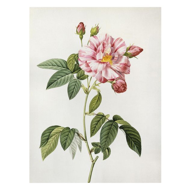 Wandbilder Floral Pierre Joseph Redouté - Rosa Gallica-Rose