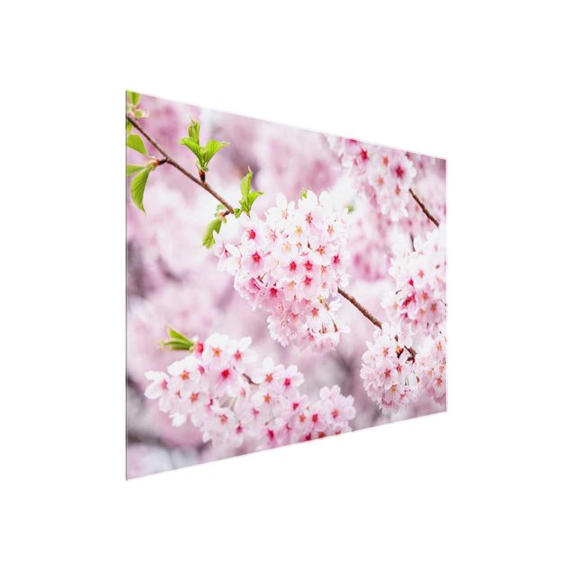 Glasbilder Städte Japanische Kirschblüten