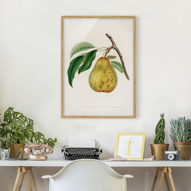 Wandbilder Früchte Botanik Vintage Illustration Gelbe Birne