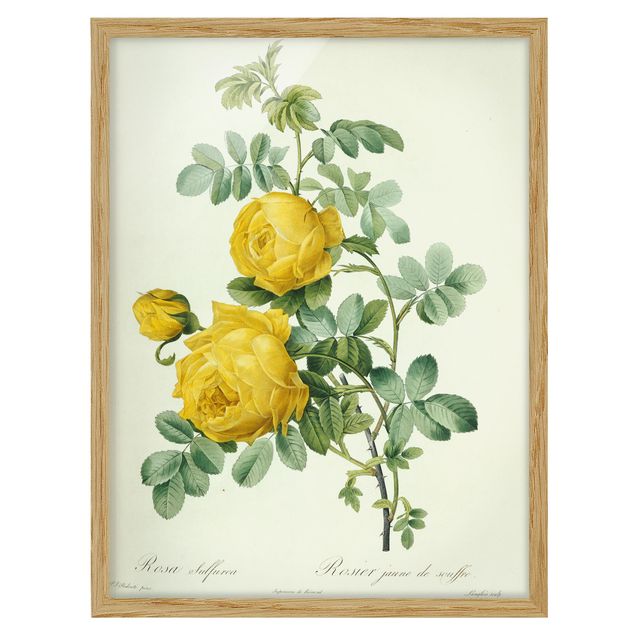 Wandbilder Floral Pierre Joseph Redouté - Rosa Sulfurea