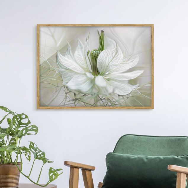 gerahmte Blumenbilder Weiße Nigella