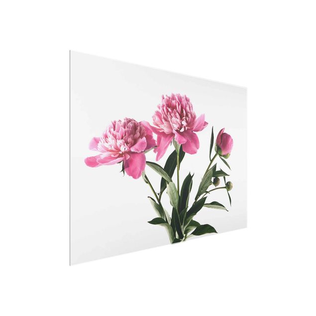 Blumen Glasbilder Blüten und Knospen Pink auf Weiß