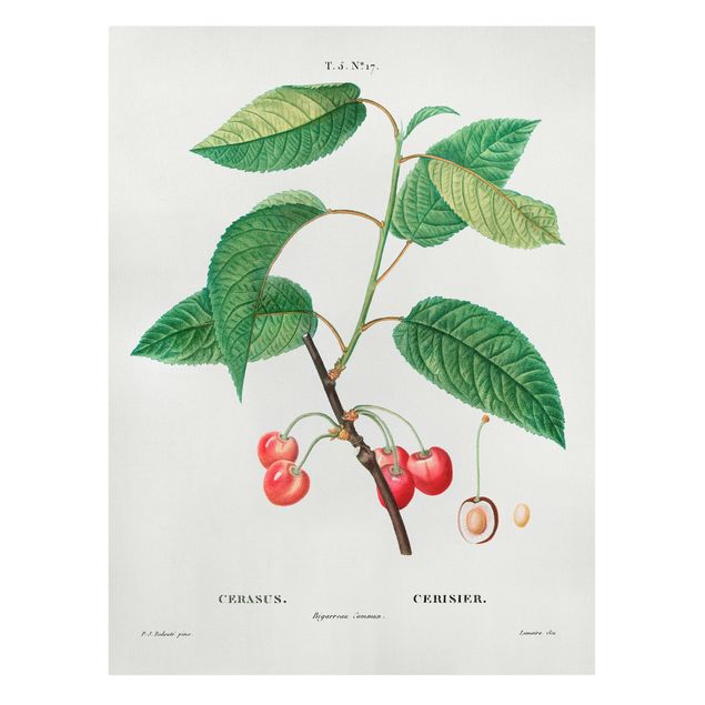 Leinwandbilder Gemüse & Obst Botanik Vintage Illustration Rote Kirschen