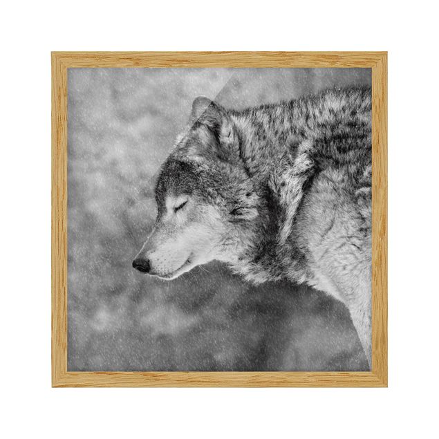 Wandbilder Modern Winter Wolf
