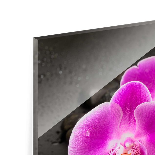 Bilder Uwe Merkel Pinke Orchideenblüten auf Steinen mit Tropfen