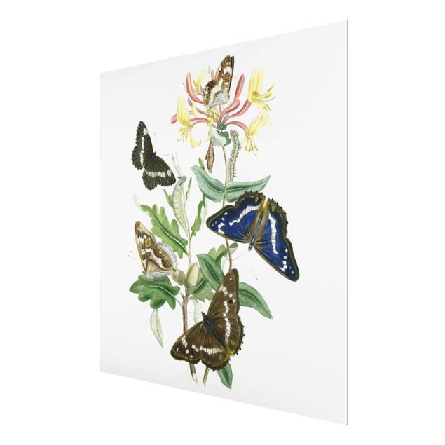 Wandbilder Britische Schmetterlinge IV