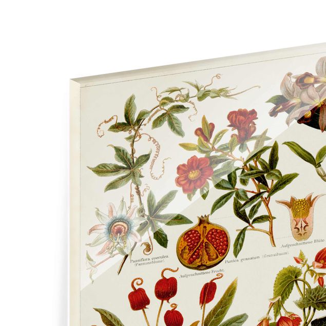 Glasbilder Blumen Motive Vintage Lehrtafel Tropische Botanik II