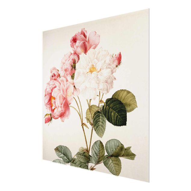 Wandbilder Floral Pierre Joseph Redouté - Damaszener-Rose