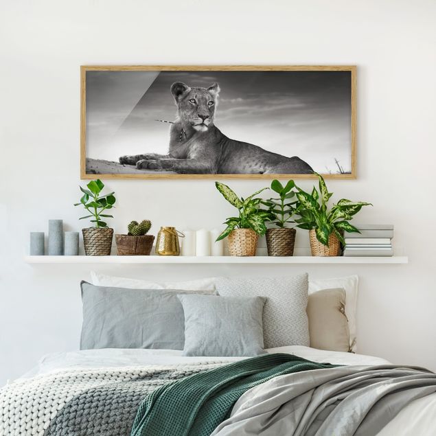 Gerahmte Bilder Tiere Resting Lion