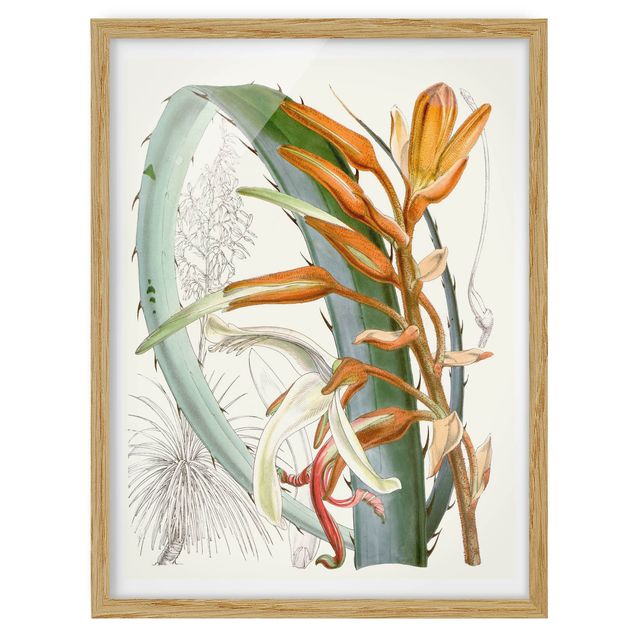 Wandbilder Blumen Vintage Illustration Tropische Blüten I