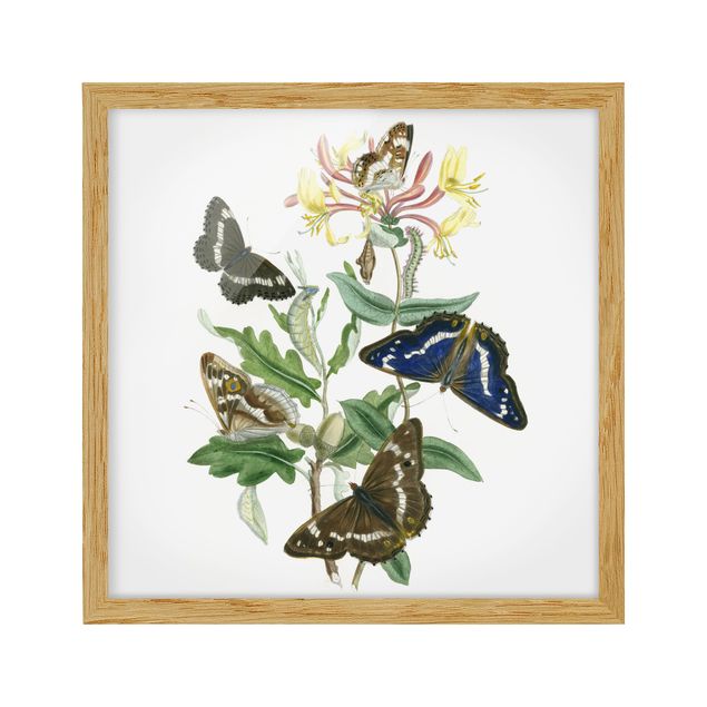 Wandbilder Floral Britische Schmetterlinge IV