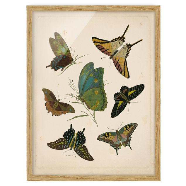 Gerahmte Bilder Tiere Vintage Illustration Exotische Schmetterlinge