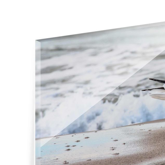 Glasbilder Tiere Möwe am Strand vor Meer