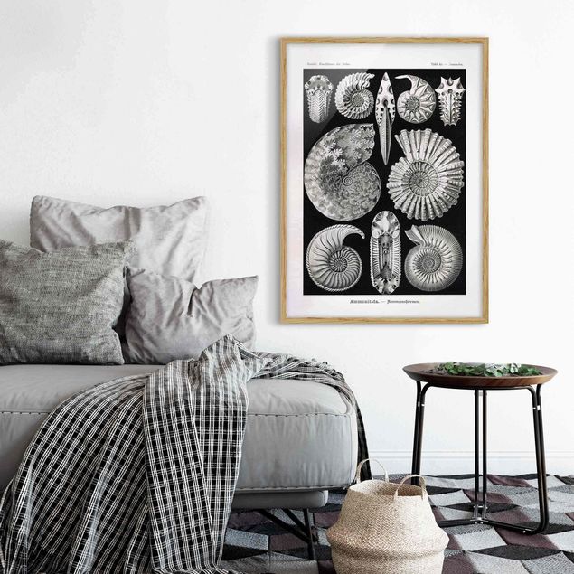 schwarz-weiß Bilder gerahmt Vintage Lehrtafel Fossilien Schwarz Weiß