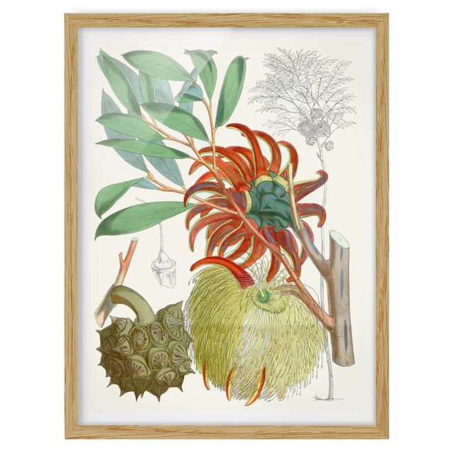 Wandbilder Blumen Vintage Illustration Tropische Blüten II