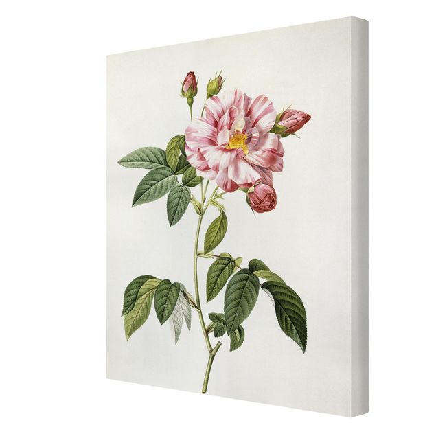 Wandbilder Blumen Pierre Joseph Redouté - Rosa Gallica-Rose