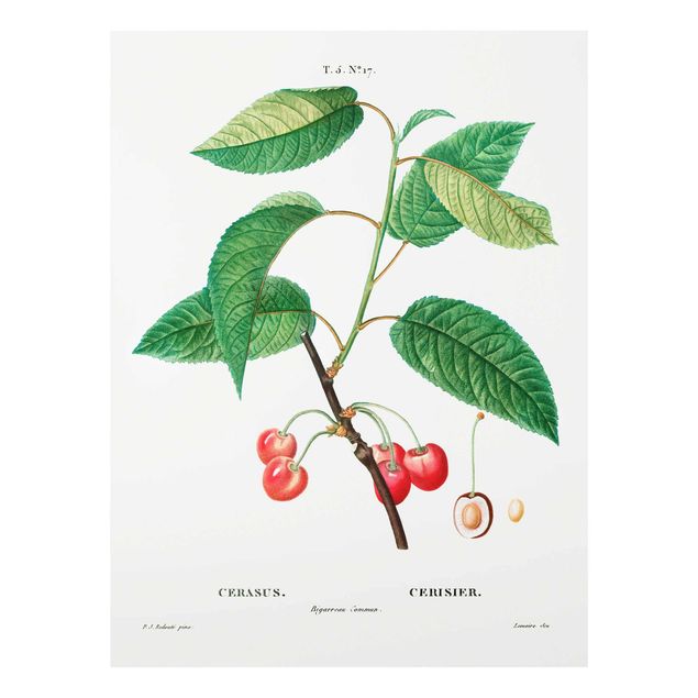Wandbilder Grün Botanik Vintage Illustration Rote Kirschen