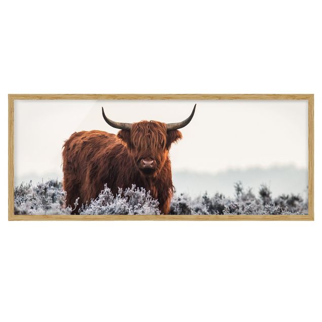 Wandbilder Tiere Bison in den Highlands