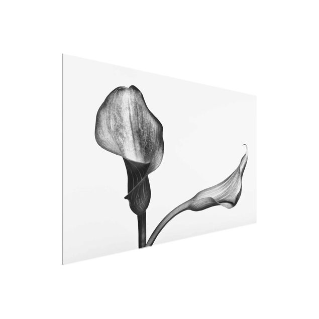 Wandbilder Floral Calla Nahaufnahme Schwarz-Weiß