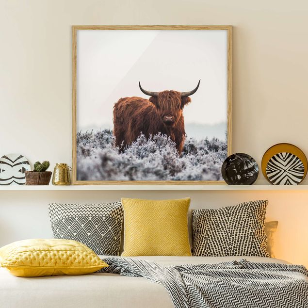 Gerahmte Bilder Tiere Bison in den Highlands