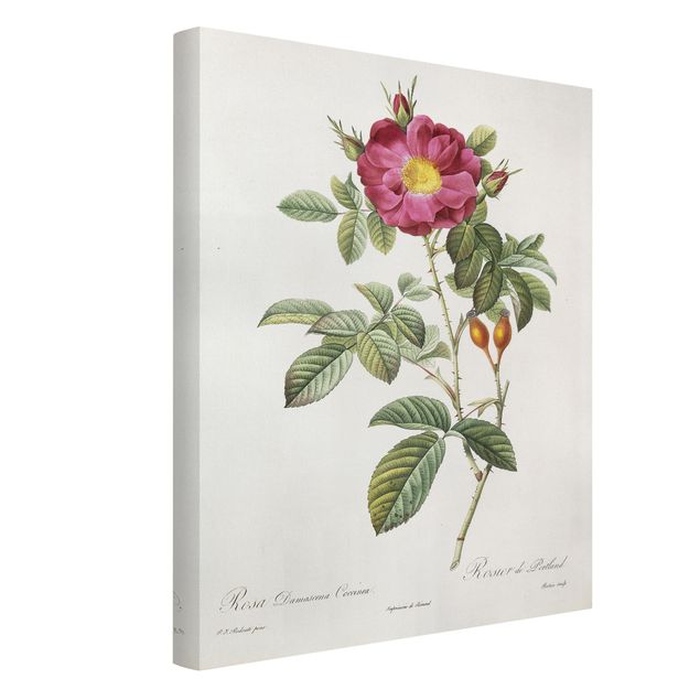 Leinwandbilder Blumen Pierre Joseph Redouté - Portland-Rose