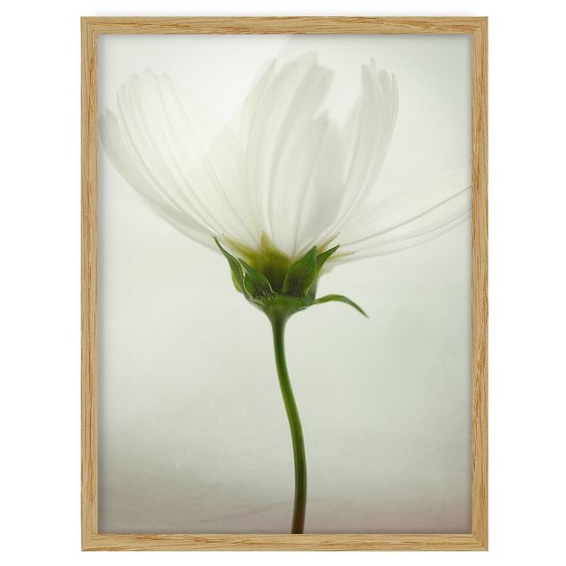 Wandbilder Blumen Weiße Cosmea
