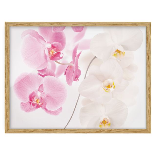 Bilder gerahmt Blumen Delicate Orchids