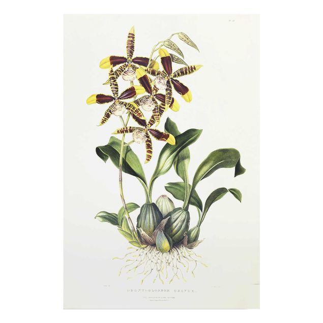 Glasbilder Blumen Maxim Gauci - Orchidee II