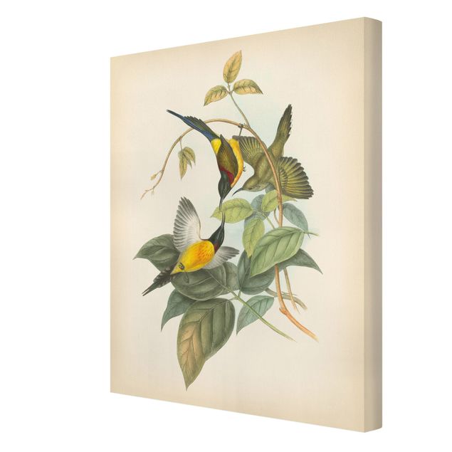 Wandbilder Grün Vintage Illustration Tropische Vögel IV
