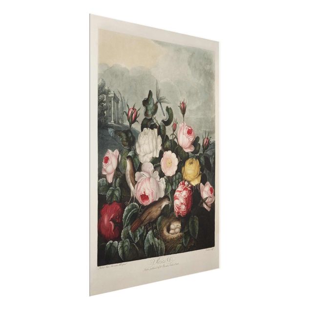 Wandbilder Floral Botanik Vintage Illustration Rosen