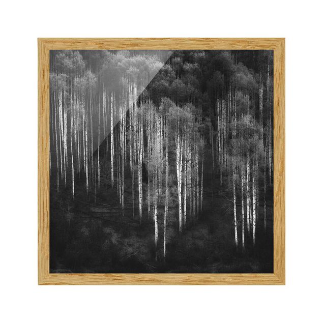 schwarz-weiß Bilder mit Rahmen Birkenwald in Aspen