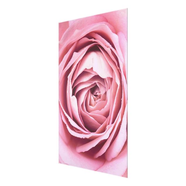 Wandbilder Blumen Rosa Rosenblüte