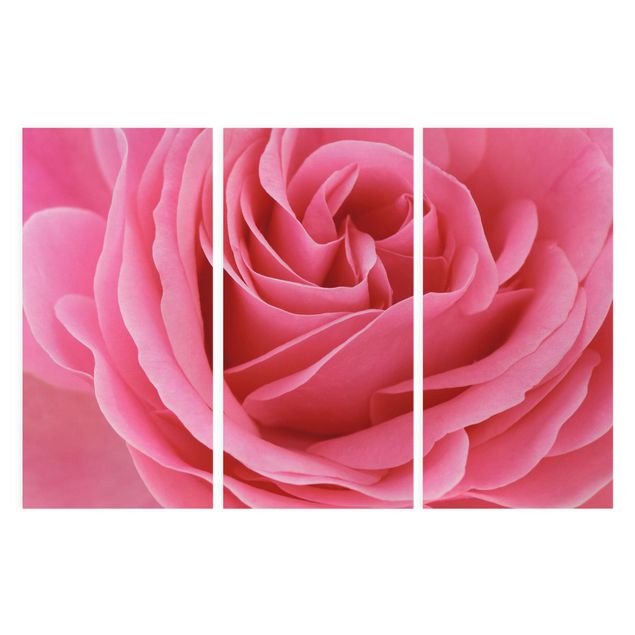 Wandbilder Blumen Lustful Pink Rose