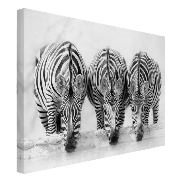 Leinwand schwarz-weiß Zebra Trio schwarz-weiß
