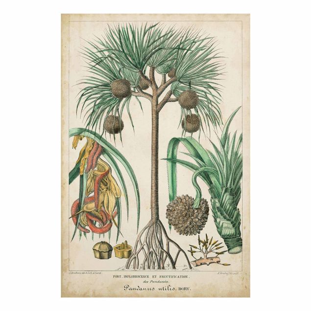 Wandbilder Blumen Vintage Lehrtafel Exotische palmen I