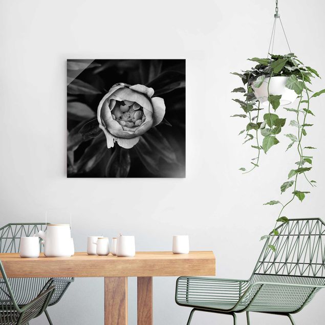 Glasbilder Rose Pfingstrosenblüte vor Blättern Schwarz Weiß