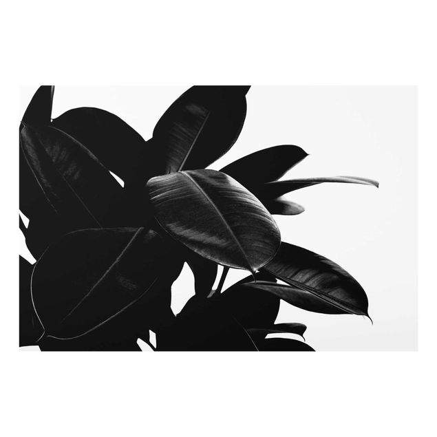 Wandbilder Schwarz-Weiß Gummibaum Blätter Schwarz Weiß