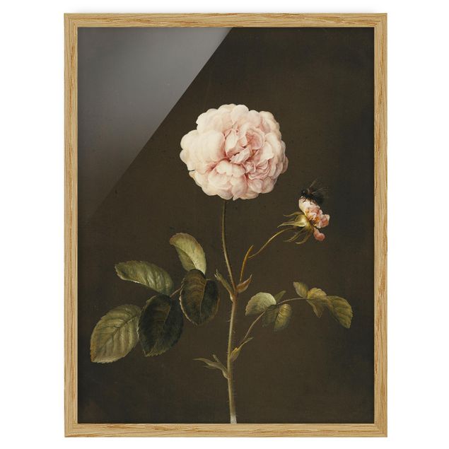 Wandbilder Floral Barbara Regina Dietzsch - Essig-Rose mit Hummel