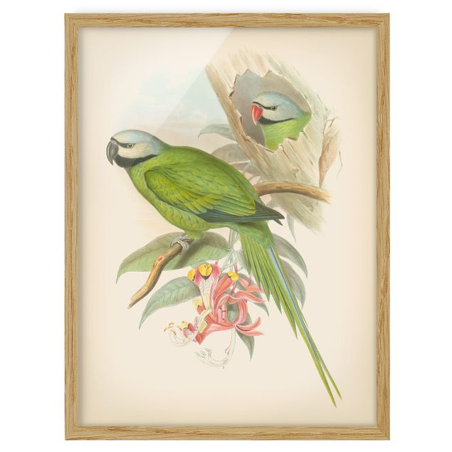 Wandbilder Blumen Vintage Illustration Tropische Vögel II