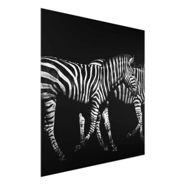 Glasbilder Tiere Zebra vor Schwarz