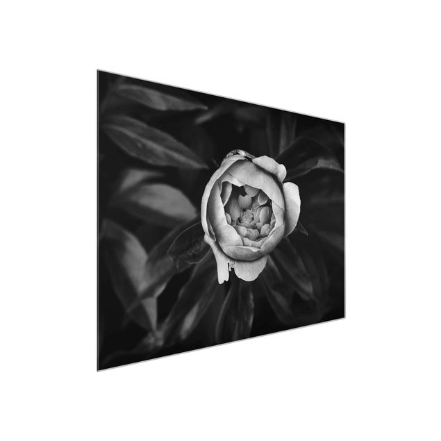 Glasbilder Blumen Pfingstrosenblüte vor Blättern Schwarz Weiß