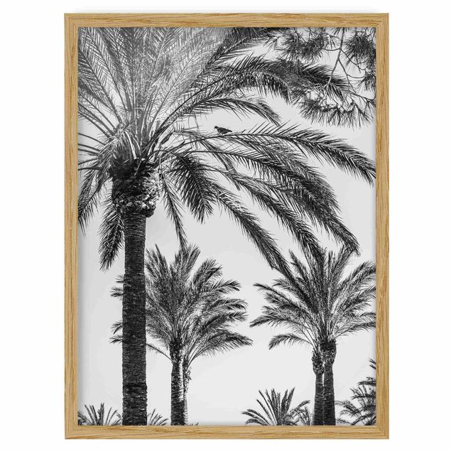 gerahmte Blumenbilder Palmen im Sonnenuntergang Schwarz-Weiß