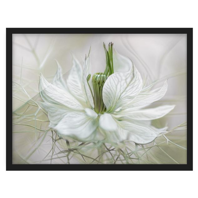 Wandbilder Blumen Weiße Nigella