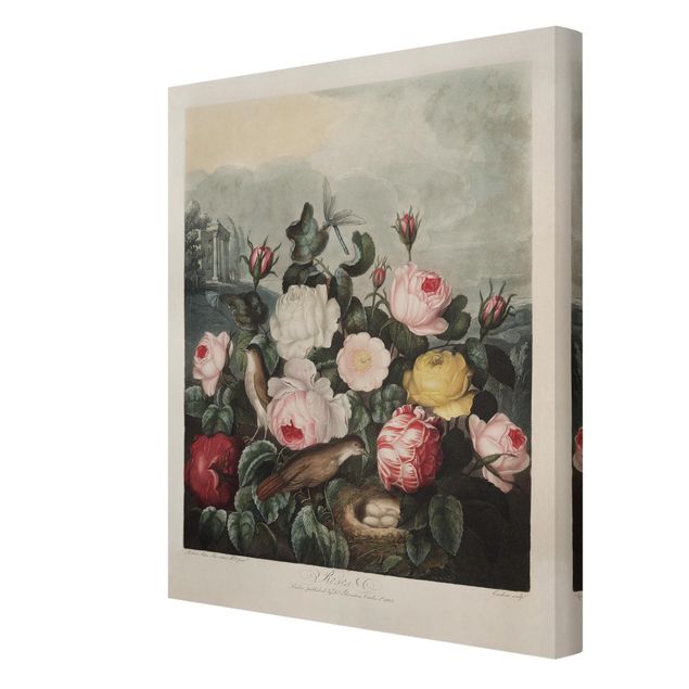 Wandbilder Rosa Botanik Vintage Illustration Rosen