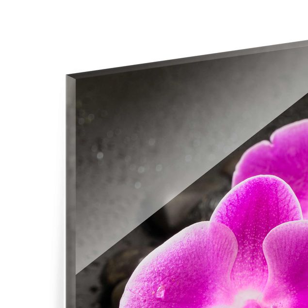 Bilder Uwe Merkel Pinke Orchideenblüten auf Steinen mit Tropfen
