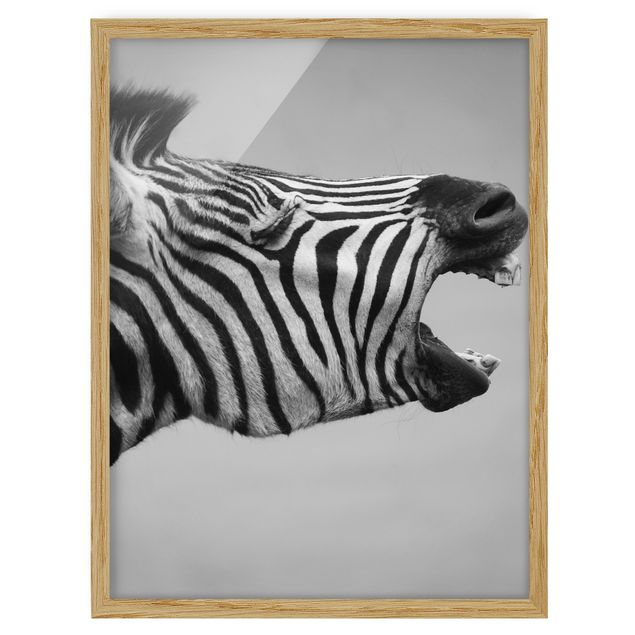 Tierbilder mit Rahmen Brüllendes Zebra II