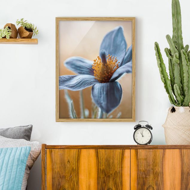 Blumenbilder mit Rahmen Kuhschelle in Blau