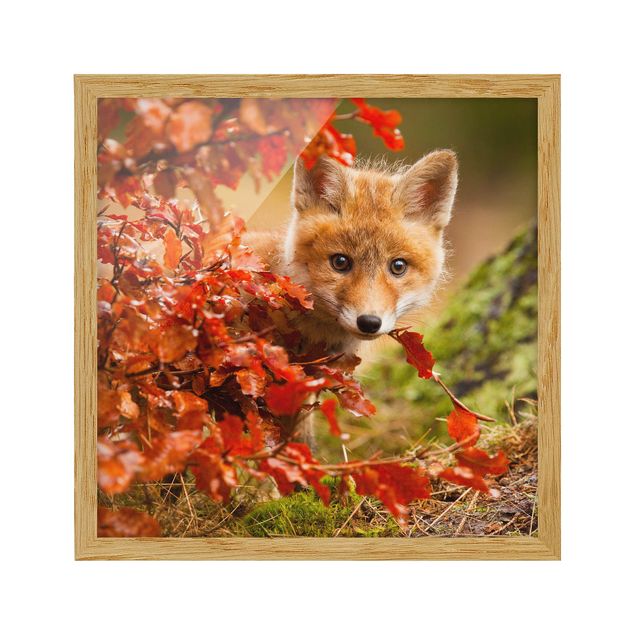 Gerahmte Bilder Landschaften Fuchs im Herbst