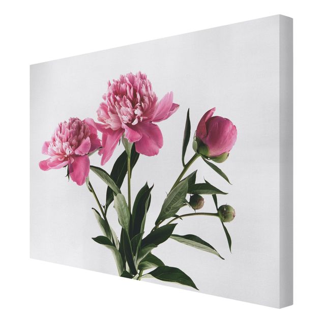 Wandbilder Blüten und Knospen Pink auf Weiß